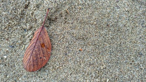 Close-up of autumn leaf