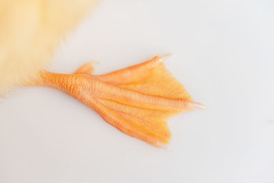 Close-up of orange leaf over white background