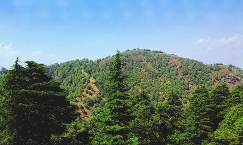 Scenic view of forest against sky