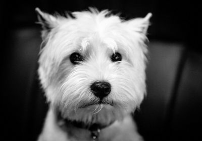 Close-up portrait of dog