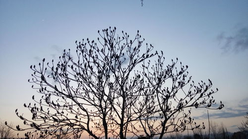 Low angle view of silhouette birds flying against sky