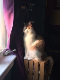 Cat sitting on table at home