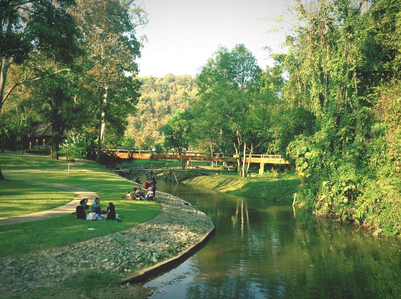 tree, water, grass, green color, park - man made space, growth, lake, nature, tranquility, animal themes, men, reflection, tranquil scene, clear sky, river, waterfront, park, beauty in nature, pond