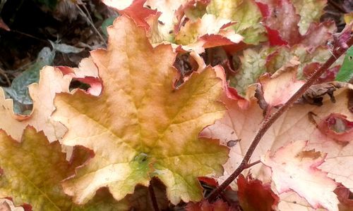 Close-up of leaves