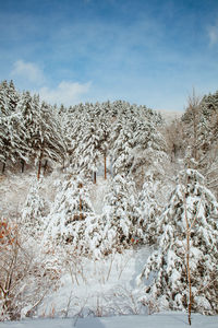 Snow covered land against sky