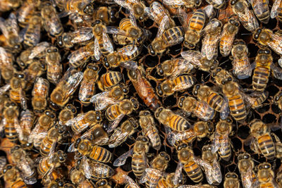 Full frame shot of bee