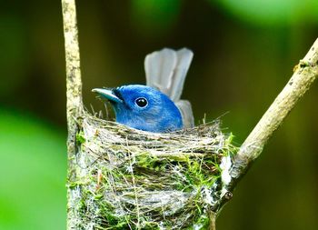 Close-up of bird perching on nest