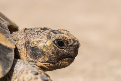 Close-up of a tortoise