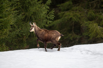 Horse standing on snow covered field