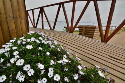 Flowers growing on bridge in city against sky