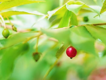 Close-up of strawberry growing on tree