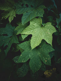 Close-up of wet maple leaves