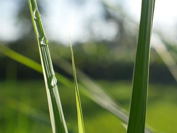 Close-up of water drops on grass