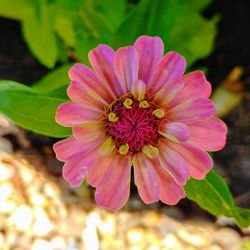 Close-up of pink flower