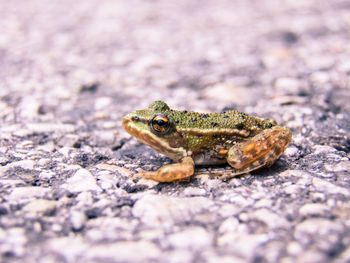 Close-up of lizard on rock