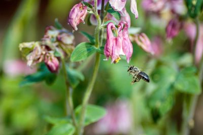 Close-up of bee pollinating on purple flower