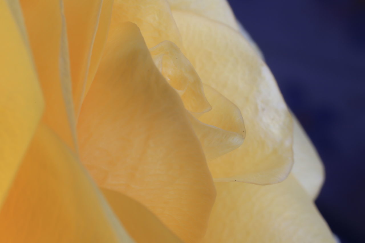 CLOSE-UP OF YELLOW ROSE FLOWER AGAINST GRAY BACKGROUND