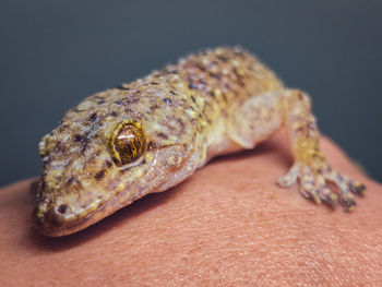 A close up gecko on human hand