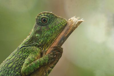 Close-up of lizard