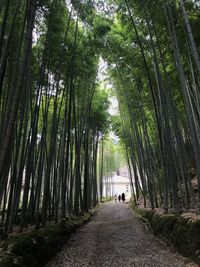 Man walking on walkway amidst trees in forest