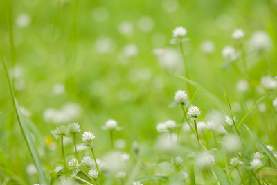 Close-up of white flowering plants on field