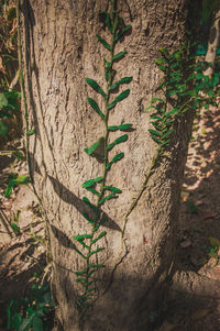 Close-up of tree trunk