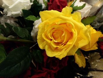 Close-up of yellow rose blooming indoors