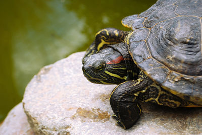 Close-up of turtle on rock