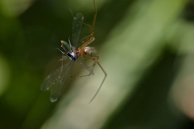 Close-up of insect on leaf