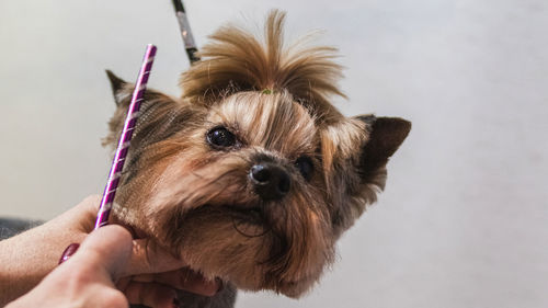 Cropped hand holding dog