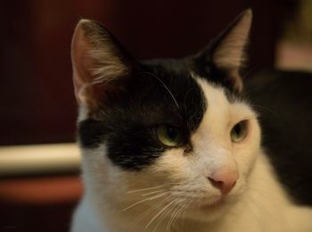 Close-up portrait of cat