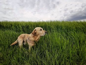 Dog lying on grass