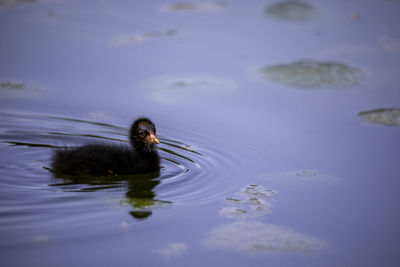 Bird swimming in lake