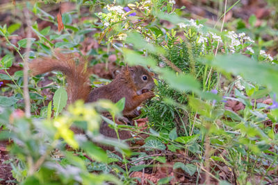 Close-up of squirrel