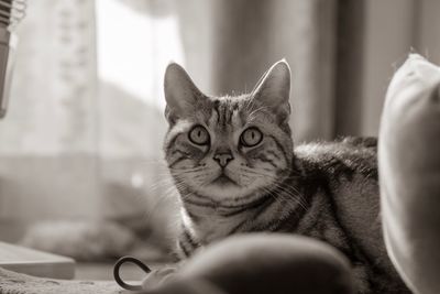 Portrait of tabby cat