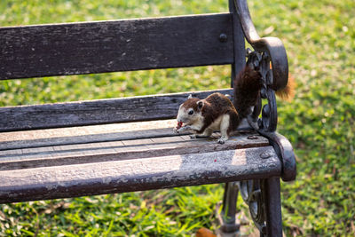 Cute squirrel on chair holds a nut in its paws and eats it. a small furry funny animal live