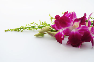 Close-up of pink flowers