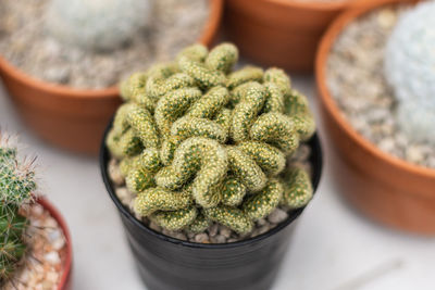 Close-up of succulent plant on table