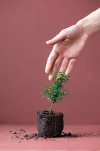 Close-up of hand holding small plant on table