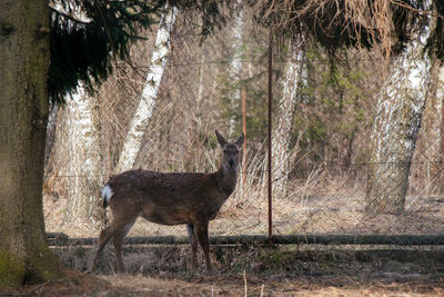 Deer standing in a forest