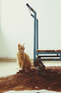 Cat sitting on floor