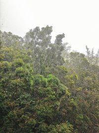 Low angle view of plants against clear sky