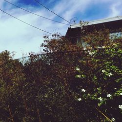 Low angle view of plants against cloudy sky