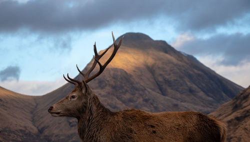 Profile view of stag standing against mountains