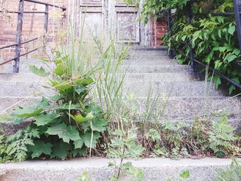 Ivy growing on footpath by wall