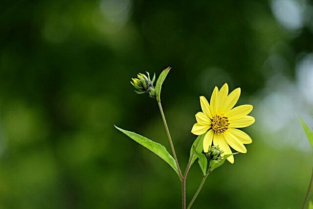 flower, yellow, fragility, nature, petal, leaf, growth, freshness, flower head, beauty in nature, outdoors, plant, green color, no people, close-up, summer, day, multi colored, plant part