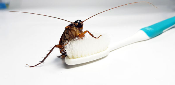 Close-up of insect on white background