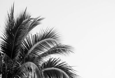 Low angle view of palm tree against clear sky