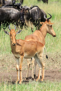 Two hartebeests standing back to back