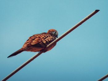 Low angle view of a bird against clear blue sky